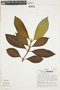 Psychotria reticulata image