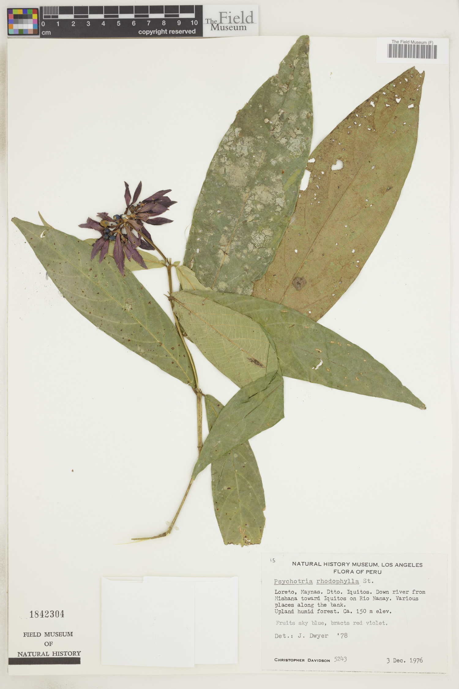 Psychotria rhodophylla image