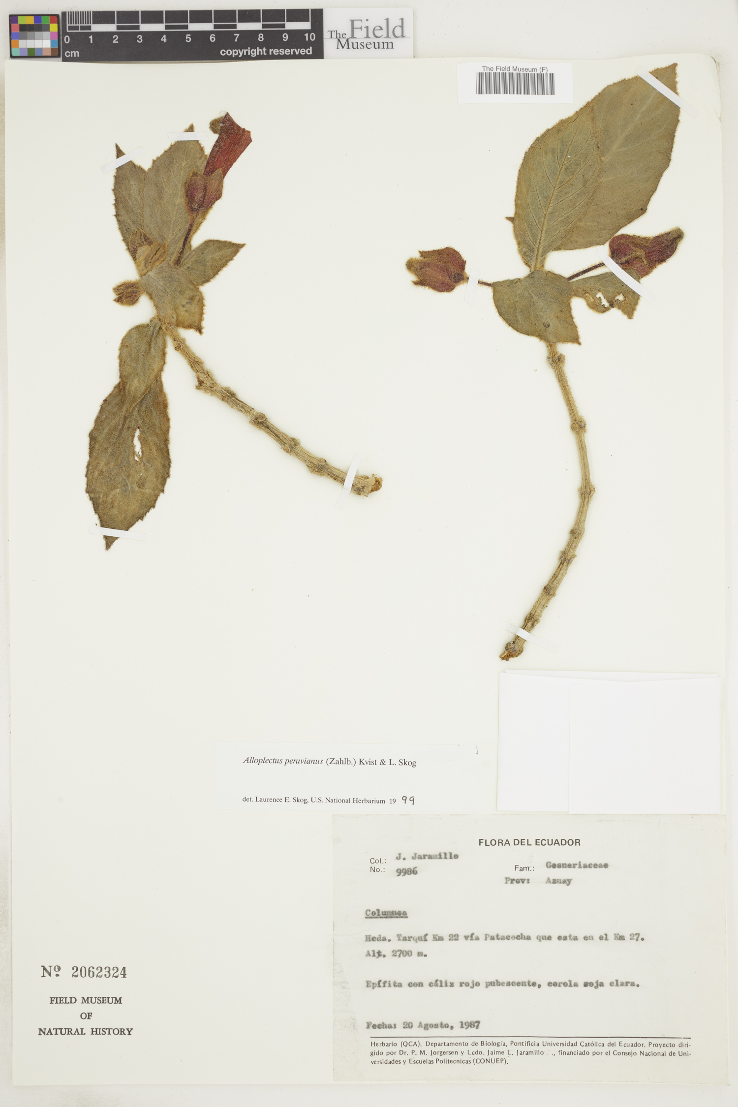 Alloplectus peruvianus image