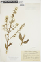 Anodiscus xanthophyllus image