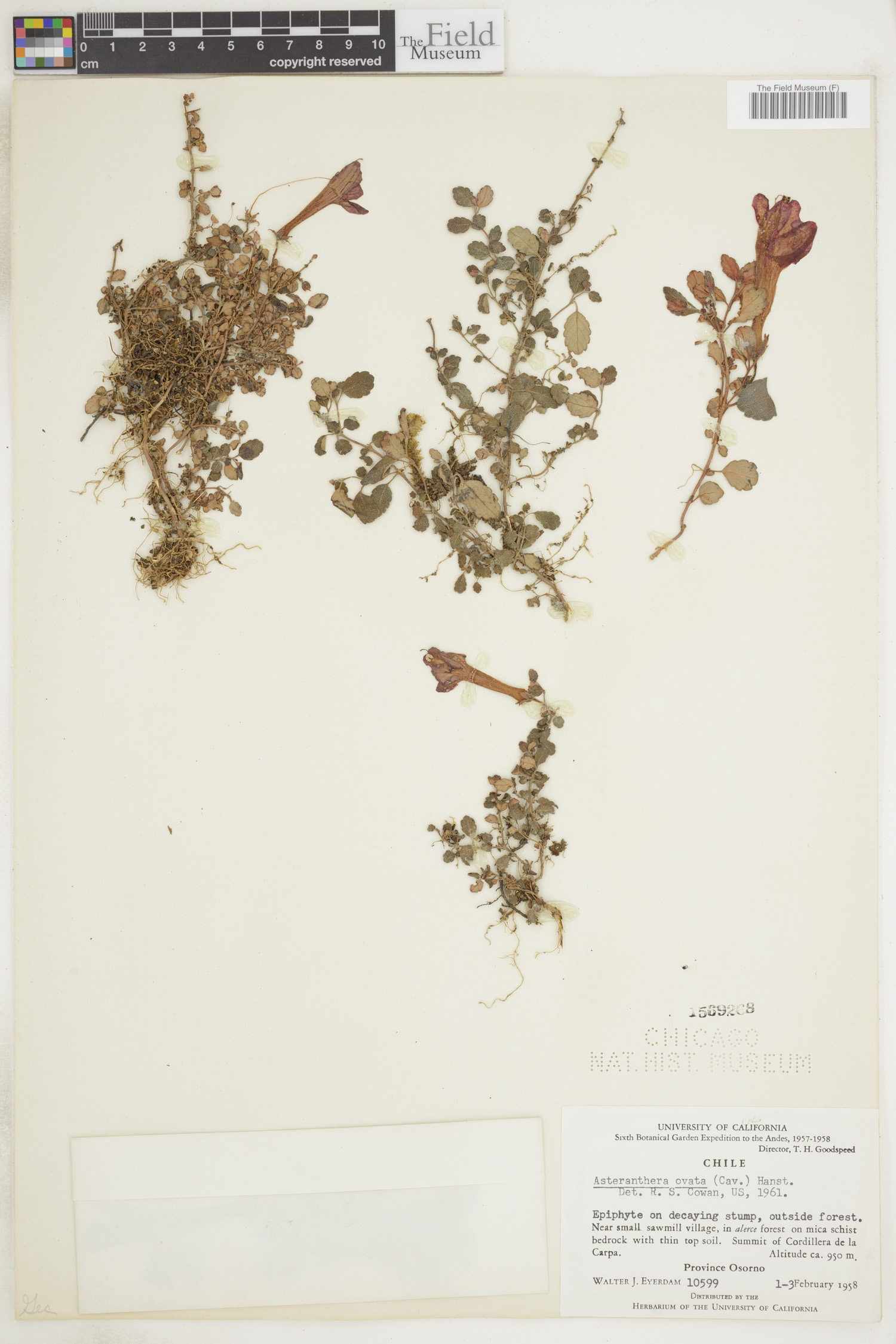 Asteranthera ovata image