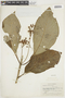 Besleria affinis image