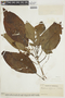 Besleria affinis image
