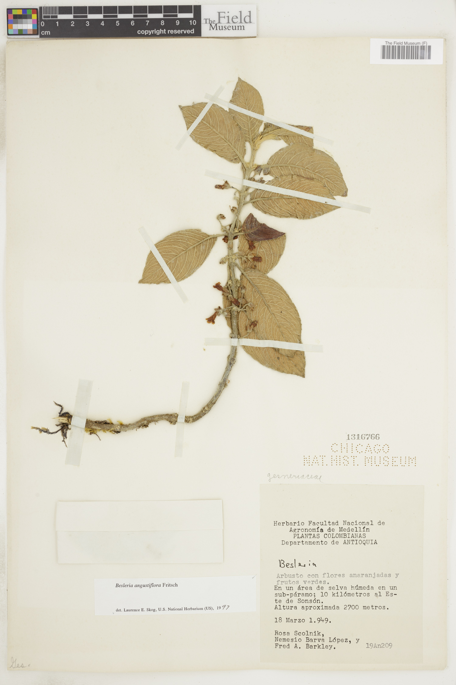 Besleria angustiflora image