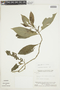 Besleria clivorum image