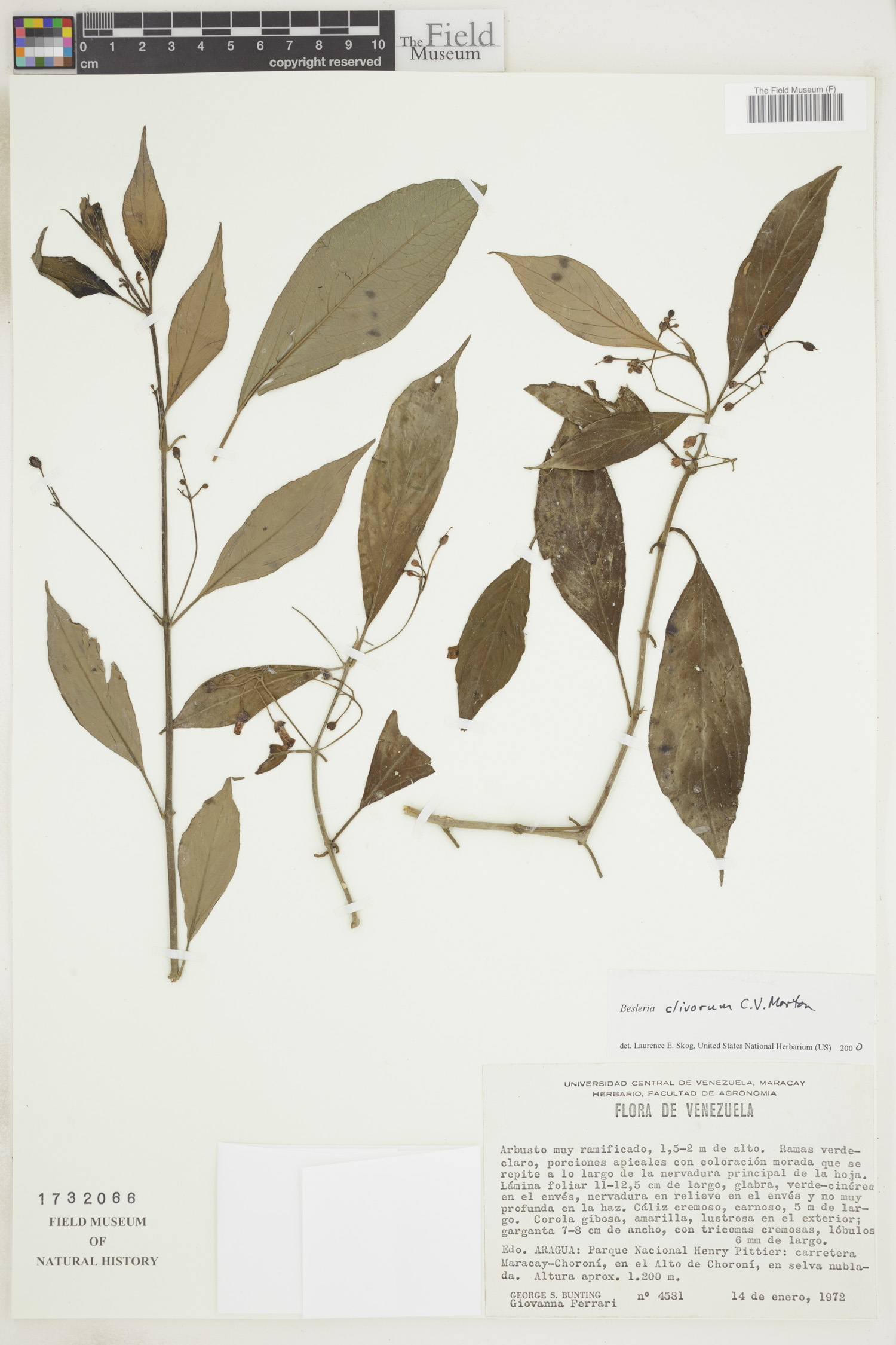 Besleria clivorum image