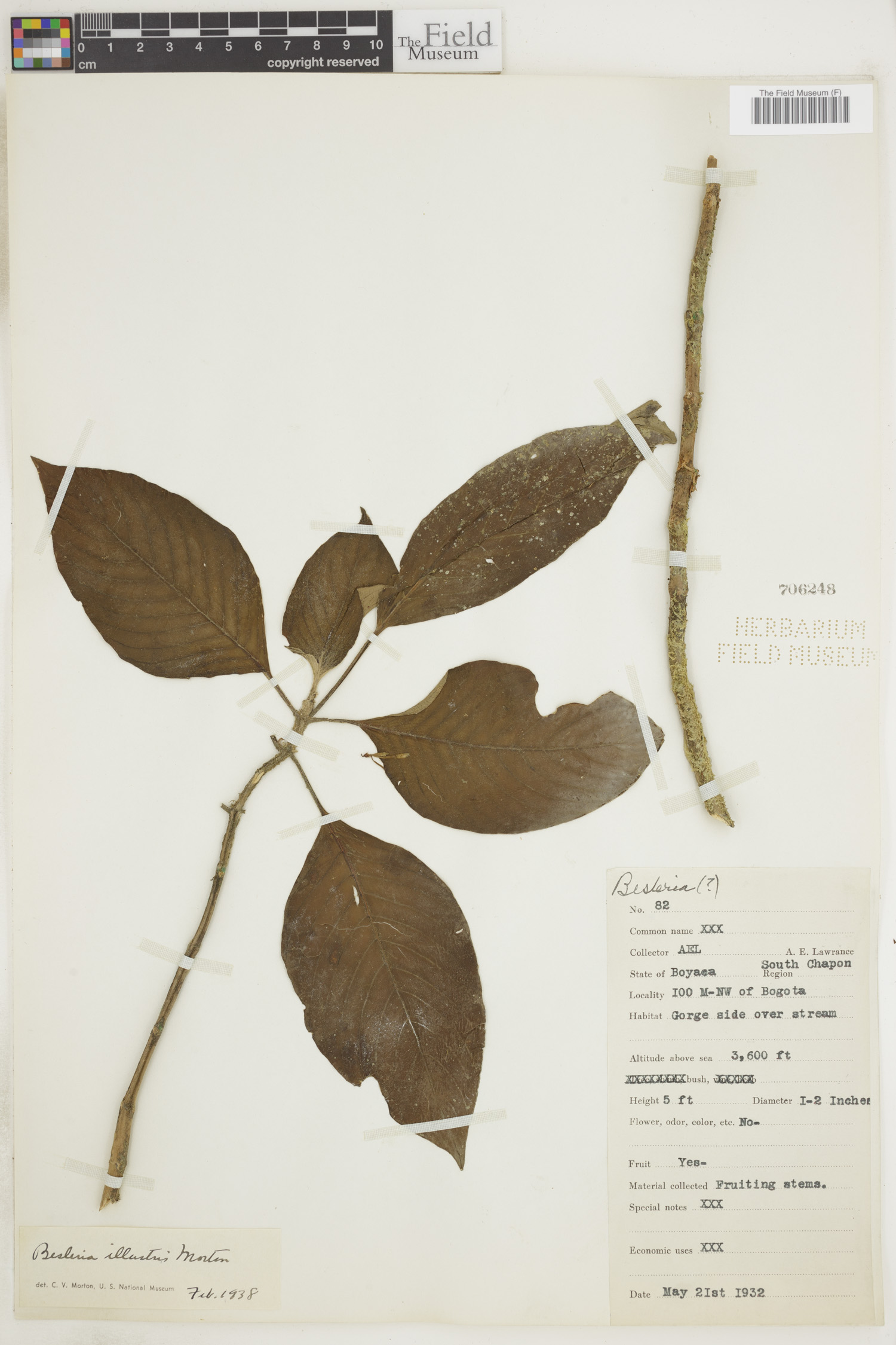 Besleria illustris image
