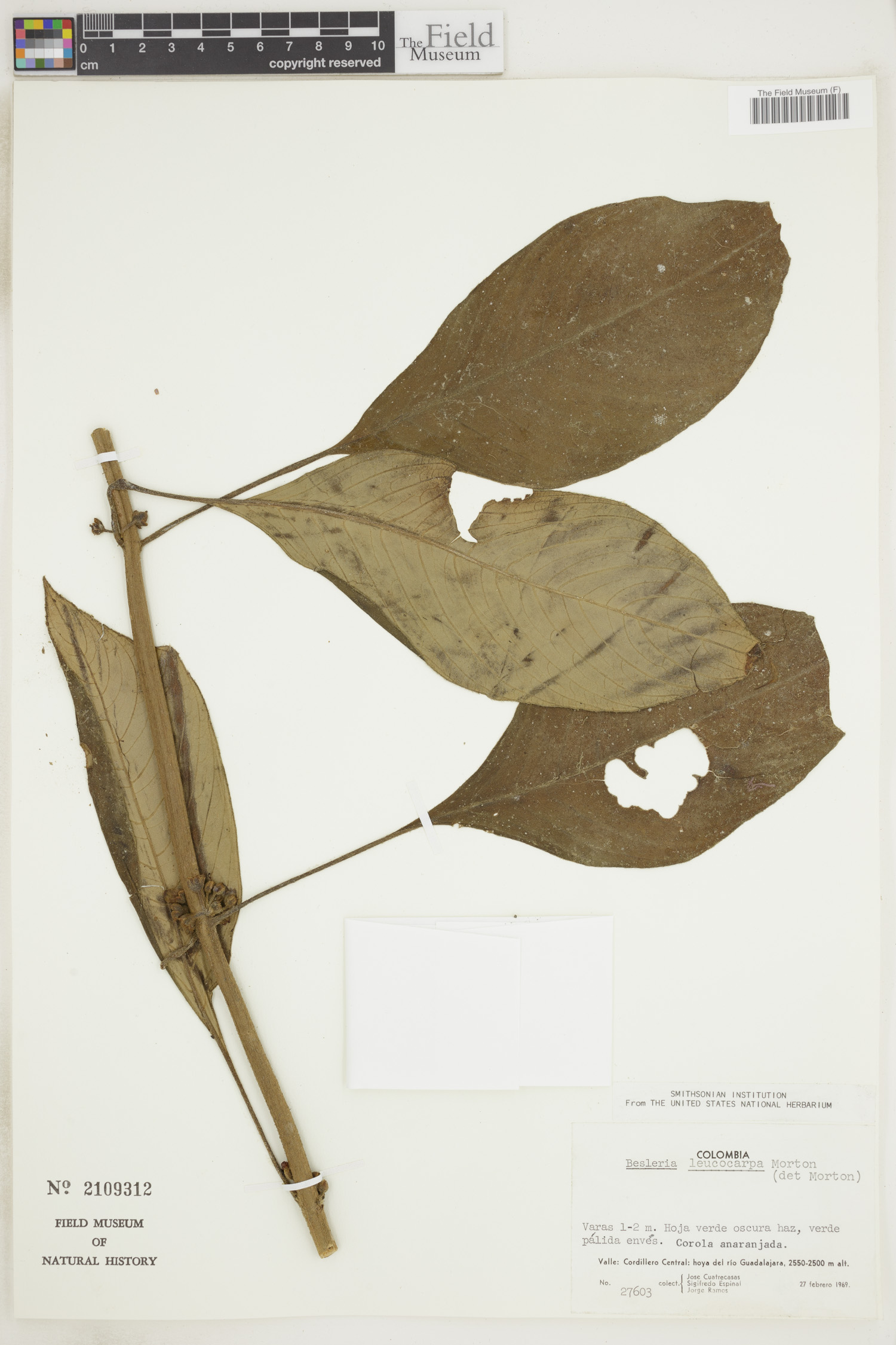 Besleria leucocarpa image