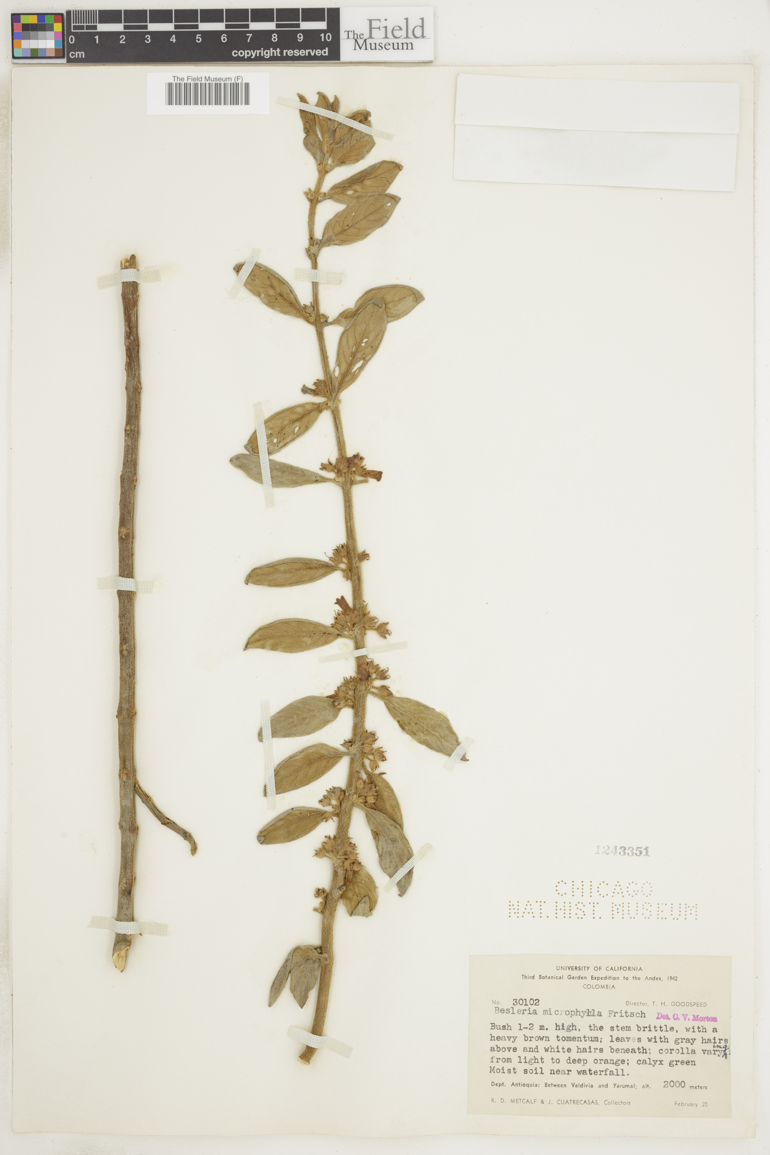 Besleria microphylla image