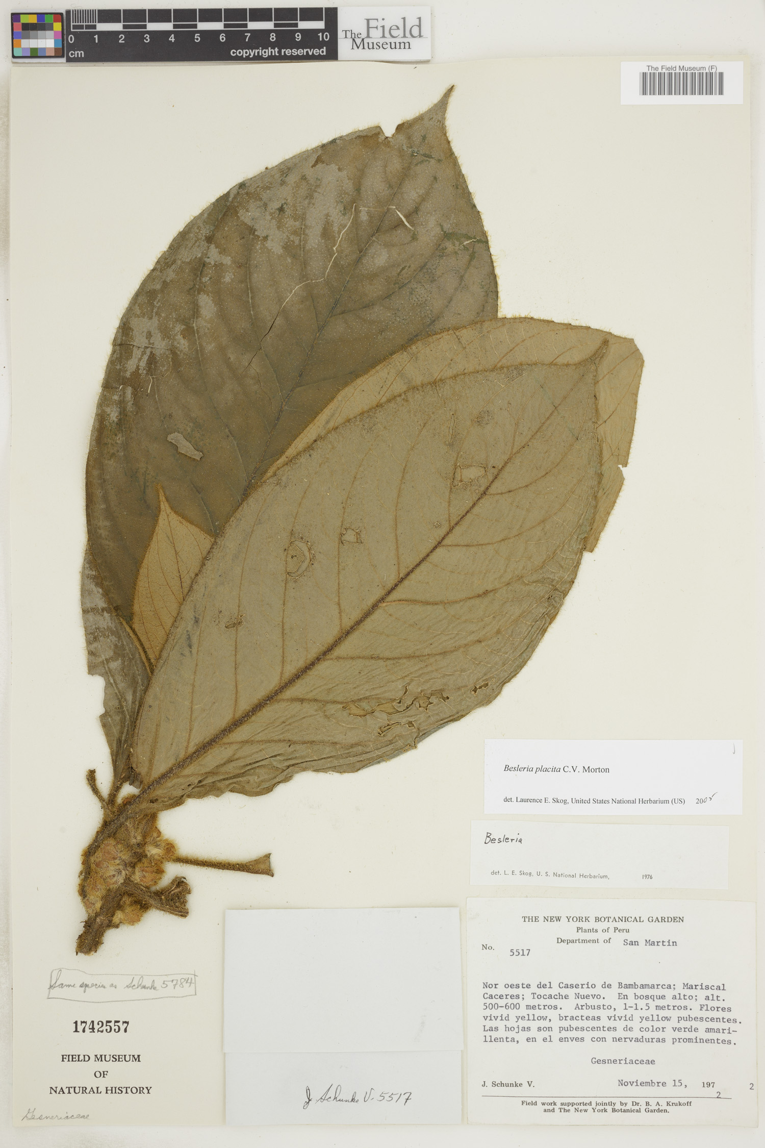 Besleria placita image