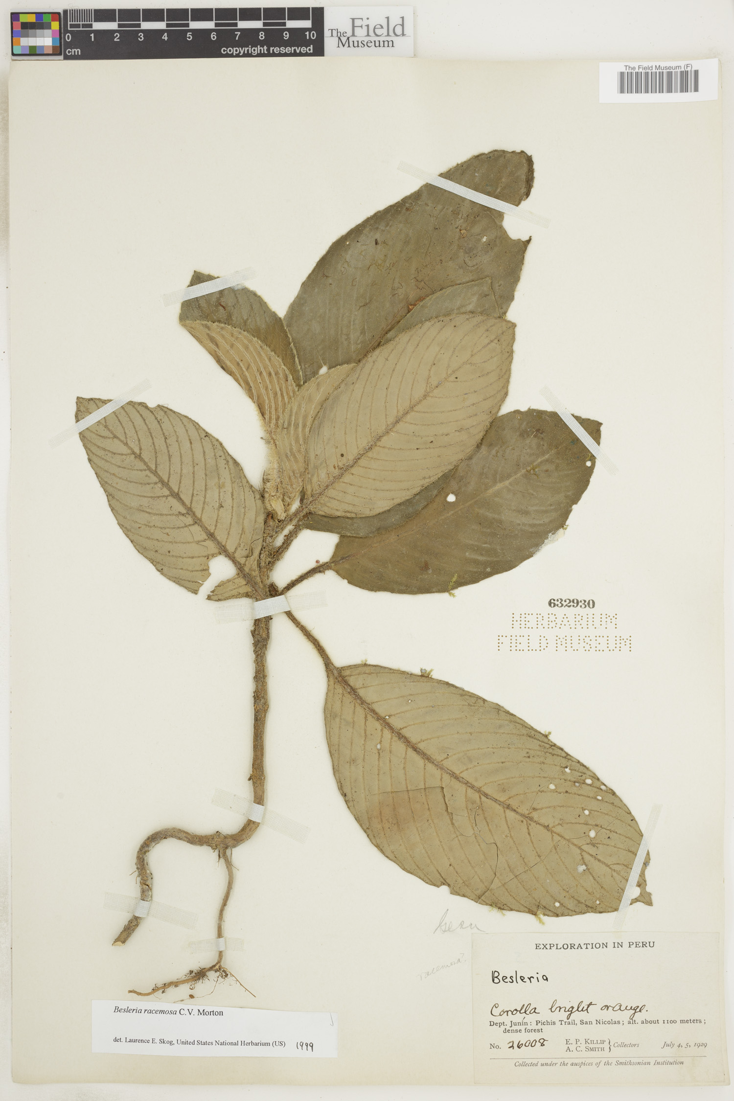 Besleria racemosa image
