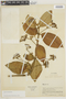 Besleria reticulata image