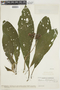 Besleria rhytidophyllum image