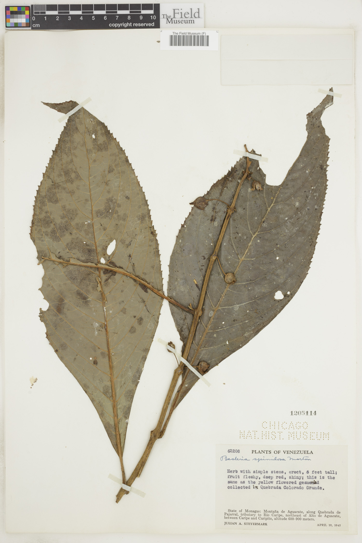 Besleria spinulosa image