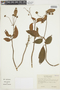 Capanea affinis image