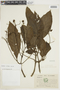 Capanea affinis image