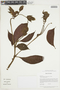 Capanea grandiflora image