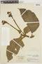 Capanea grandiflora image