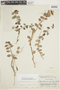 Codonanthe corniculata image
