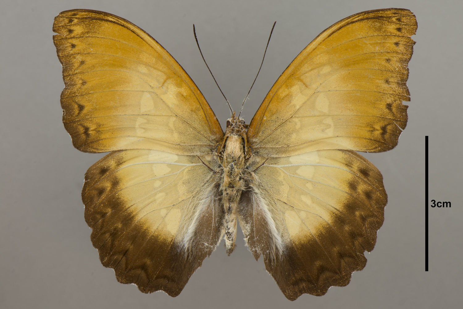 Cymothoe