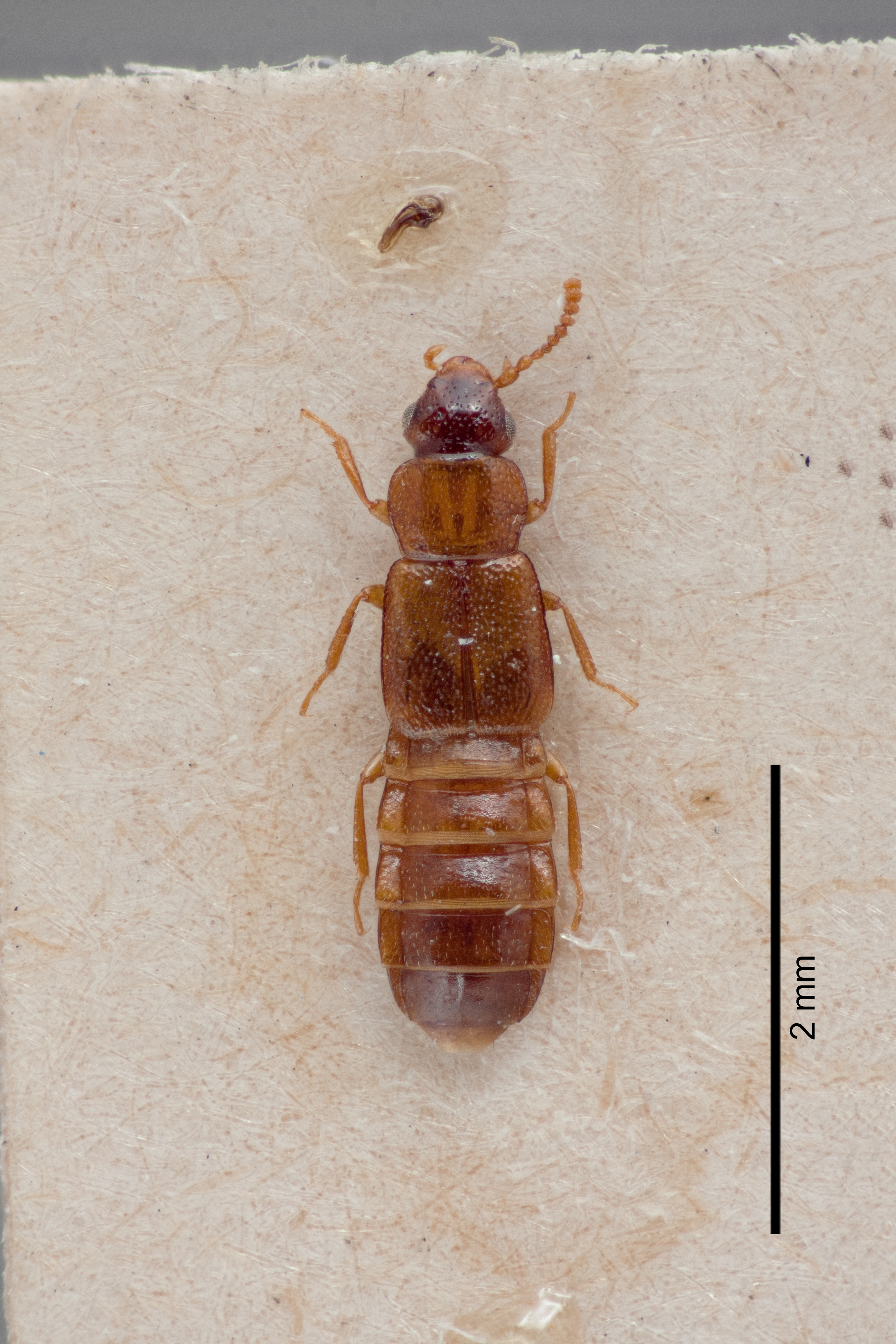 Phyllodrepa