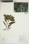 Aphelandra maculata image