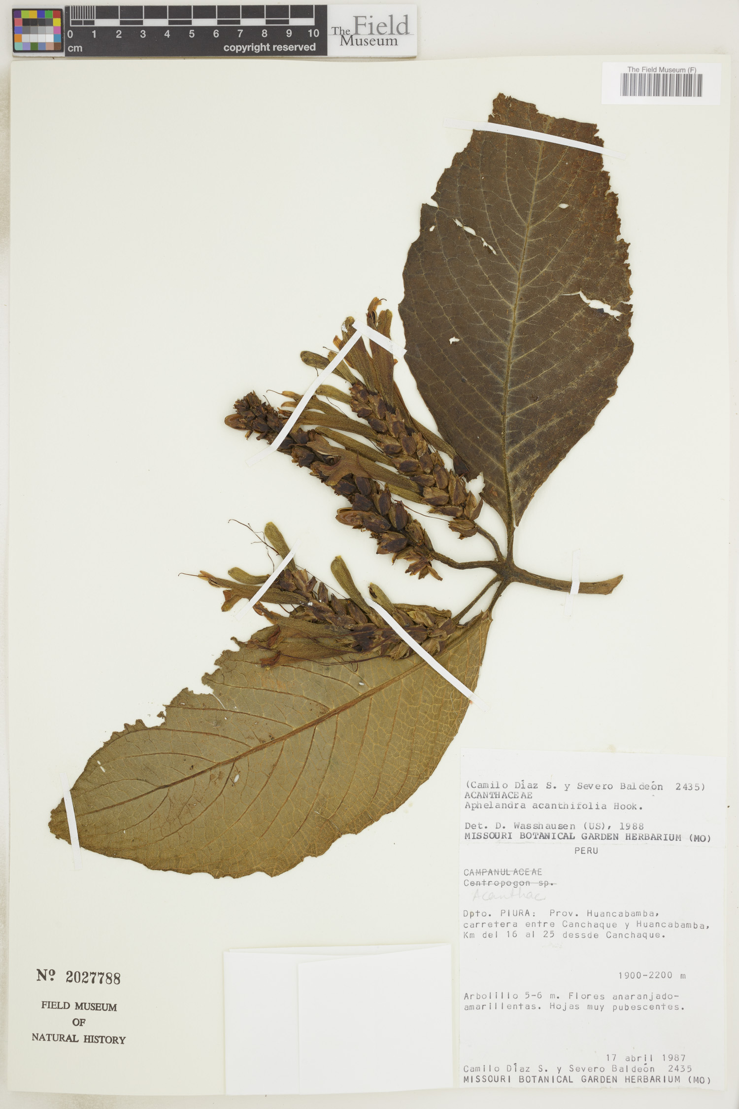 Aphelandra acanthifolia image