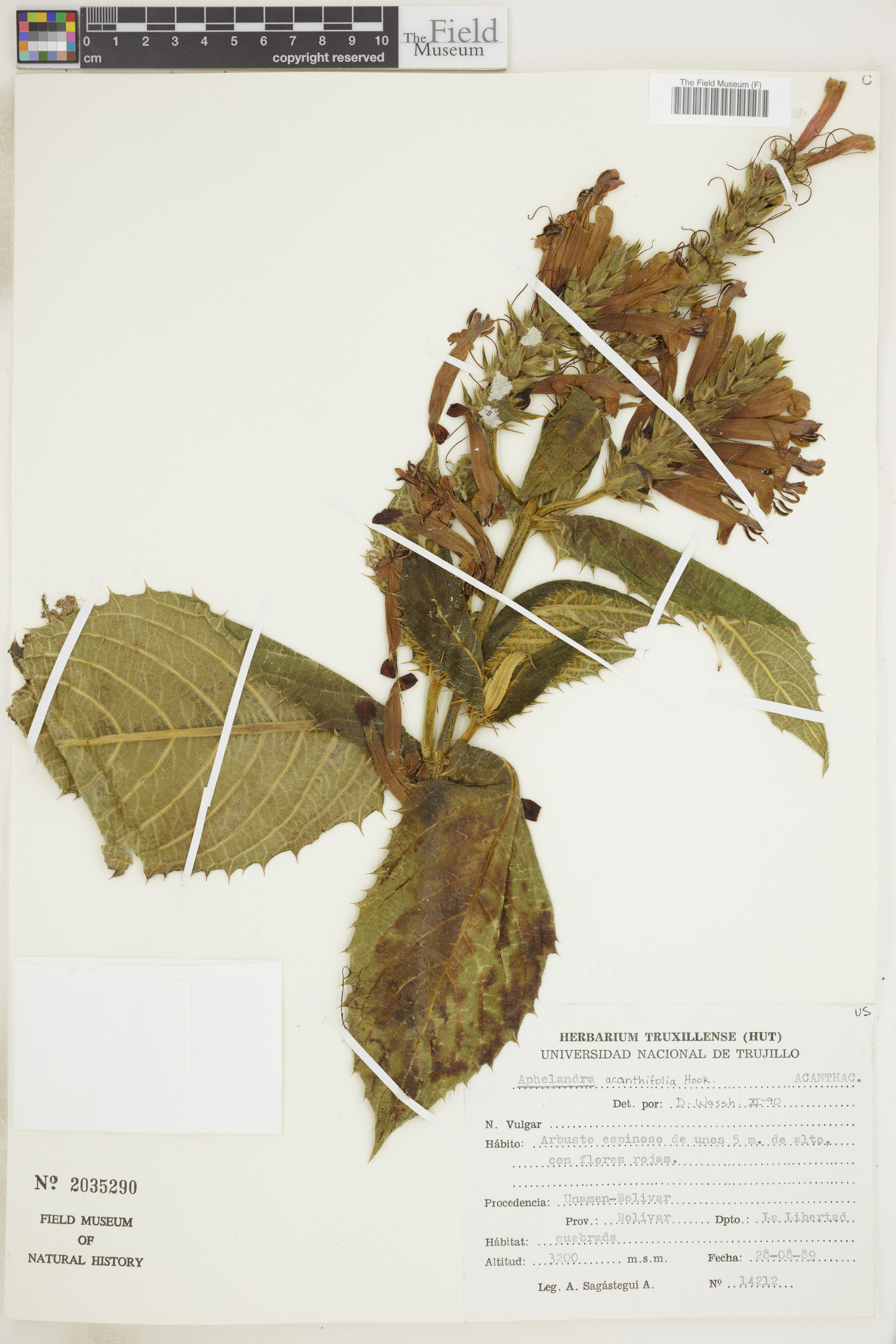 Aphelandra acanthifolia image