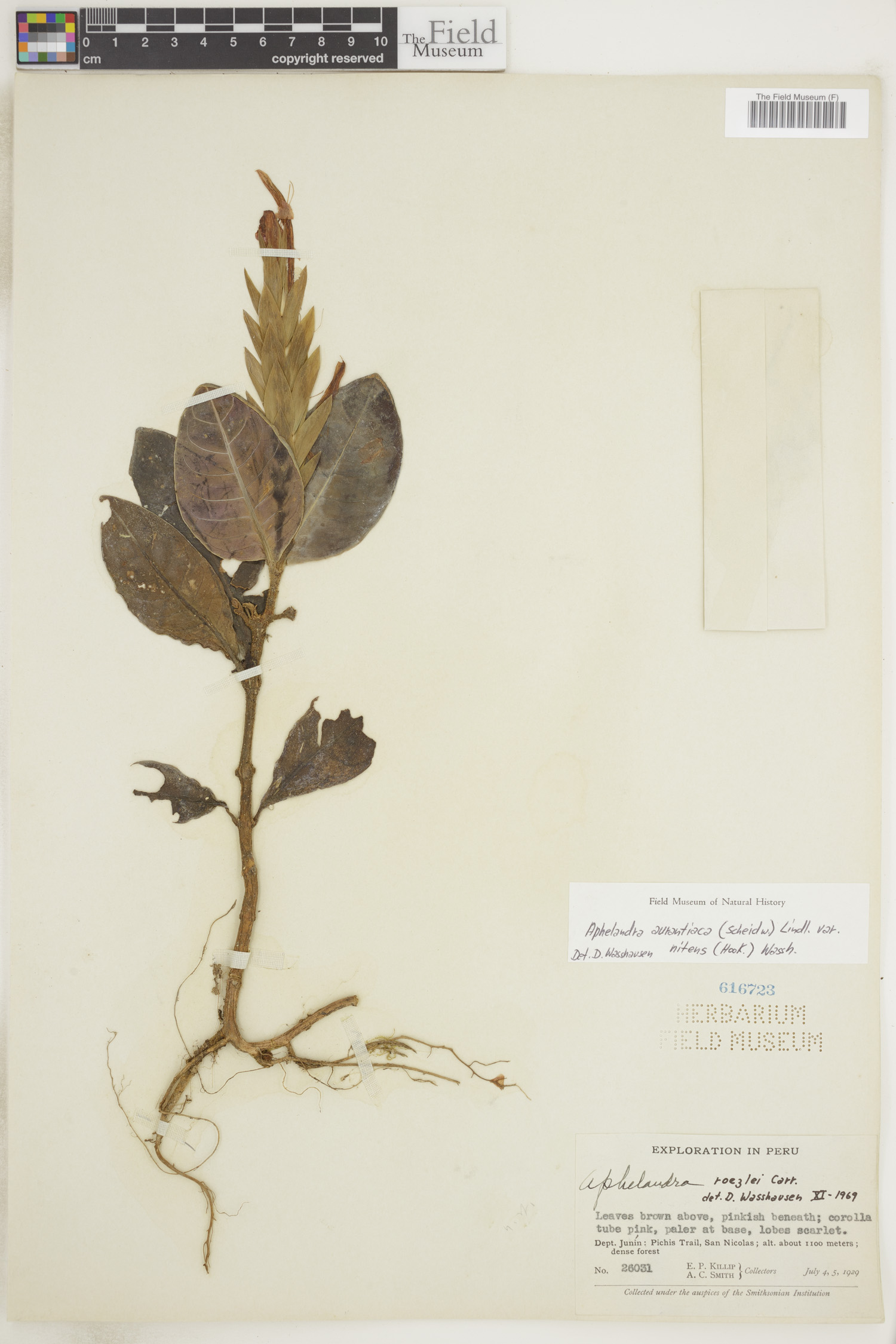 Aphelandra aurantiaca var. nitens image