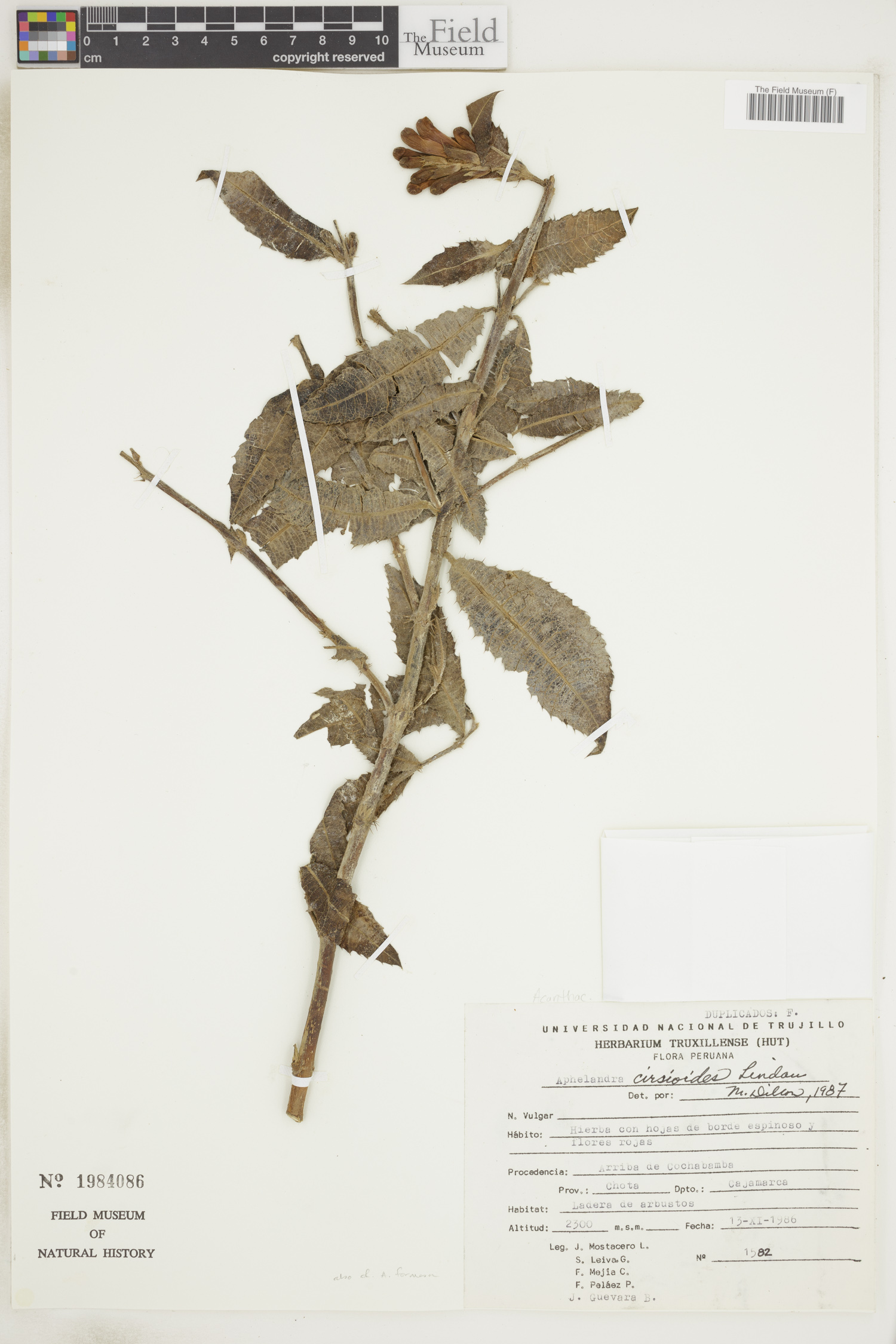 Aphelandra cirsioides image