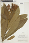 Aphelandra cinnabarina image