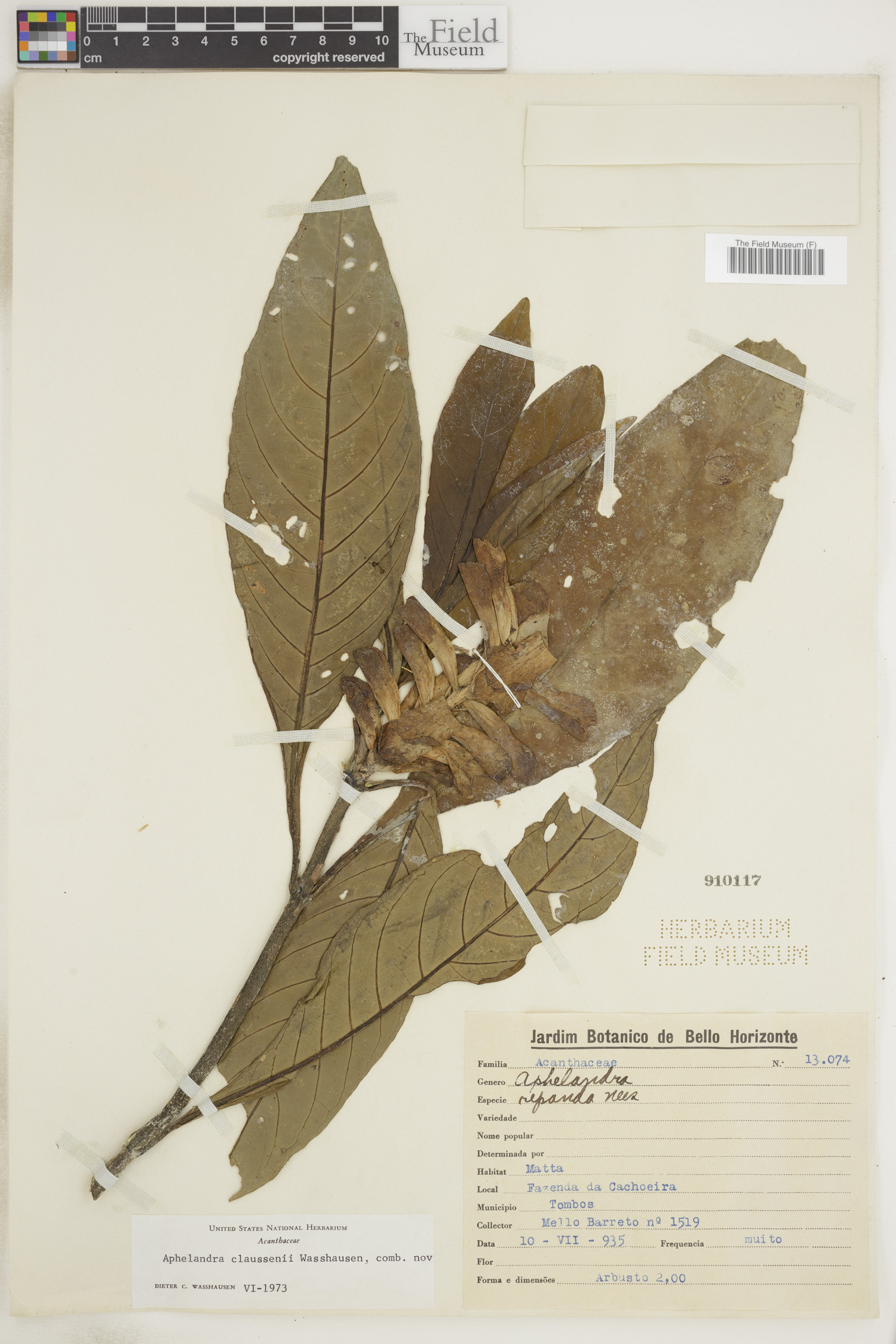 Aphelandra claussenii image