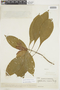 Aphelandra fasciculata image