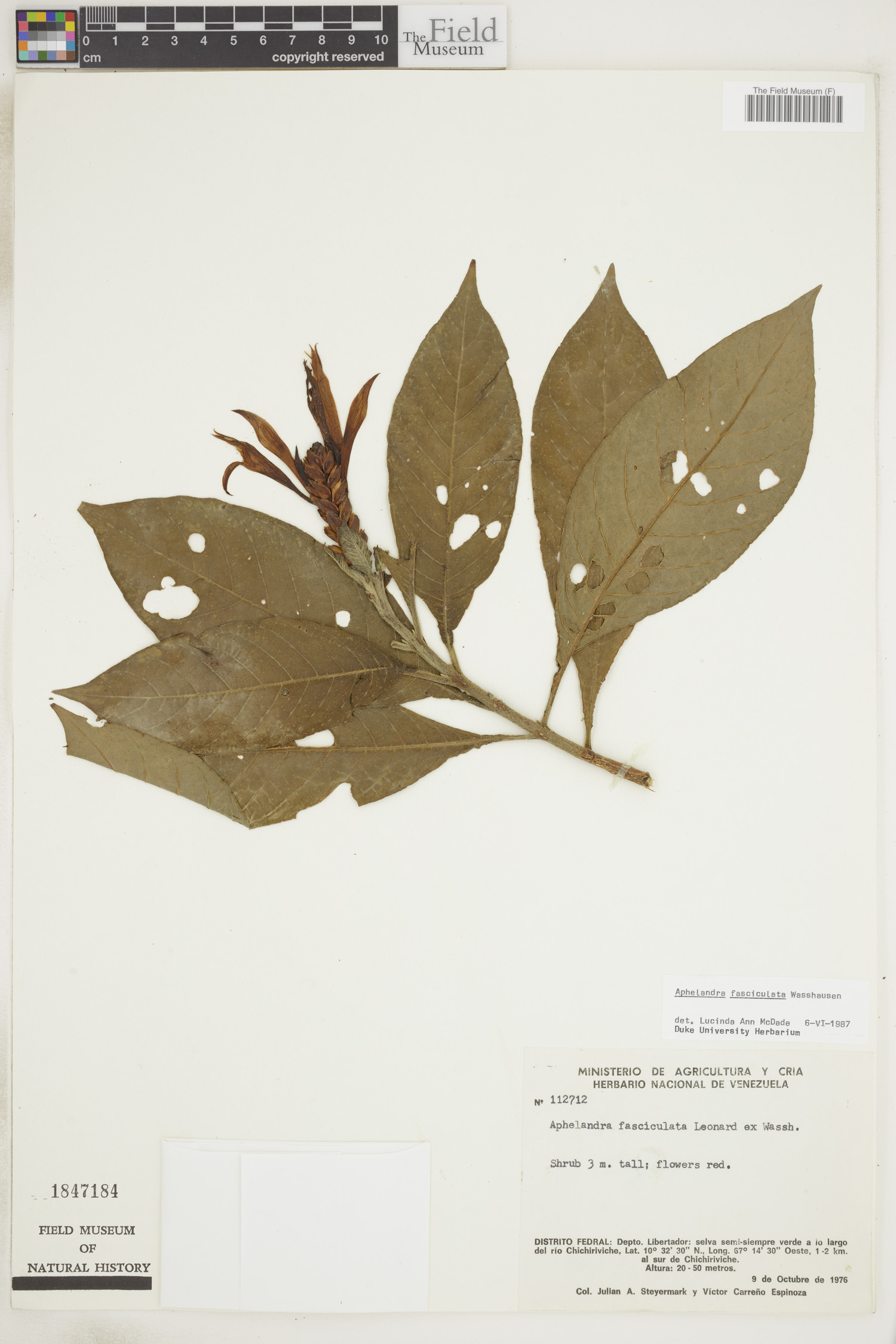 Aphelandra fasciculata image