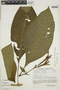 Aphelandra macrophylla image
