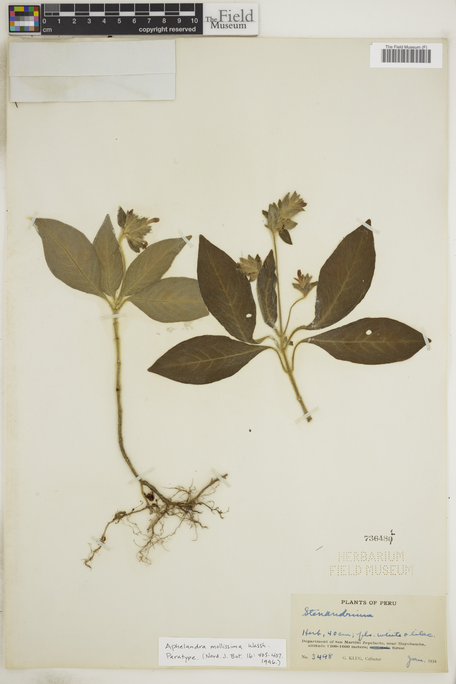 Aphelandra mollissima image