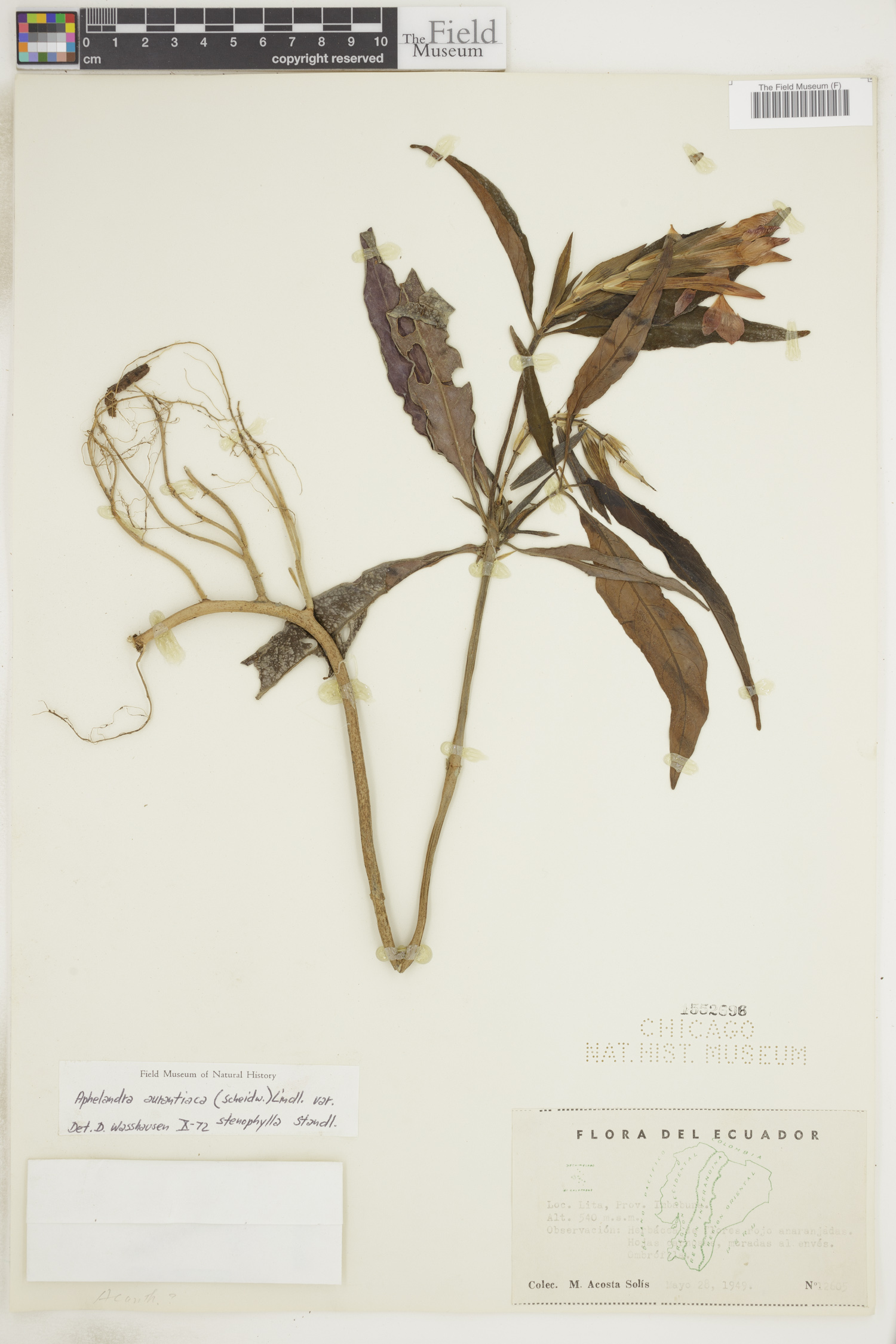 Aphelandra aurantiaca var. stenophylla image