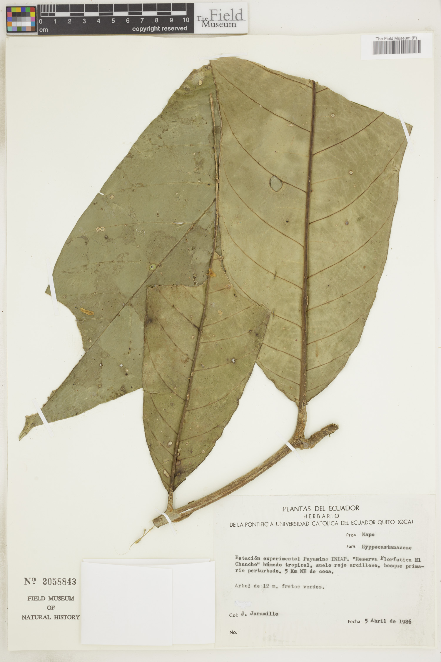 Hippocastanaceae image