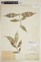 Pristimera tenuiflora image