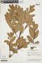 Salacia crassifolia image