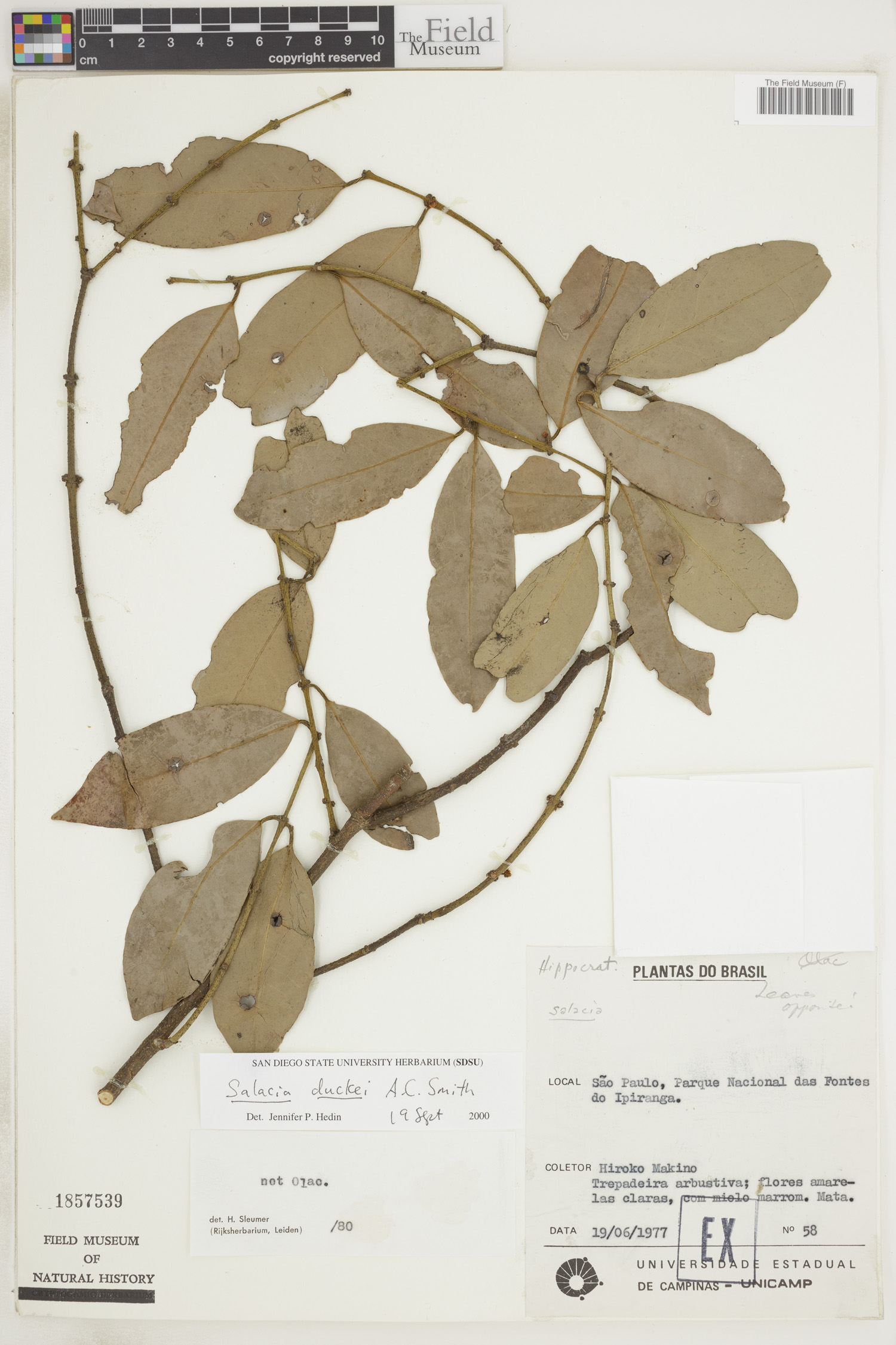 Salacia elliptica image