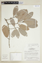 Salacia impressifolia image