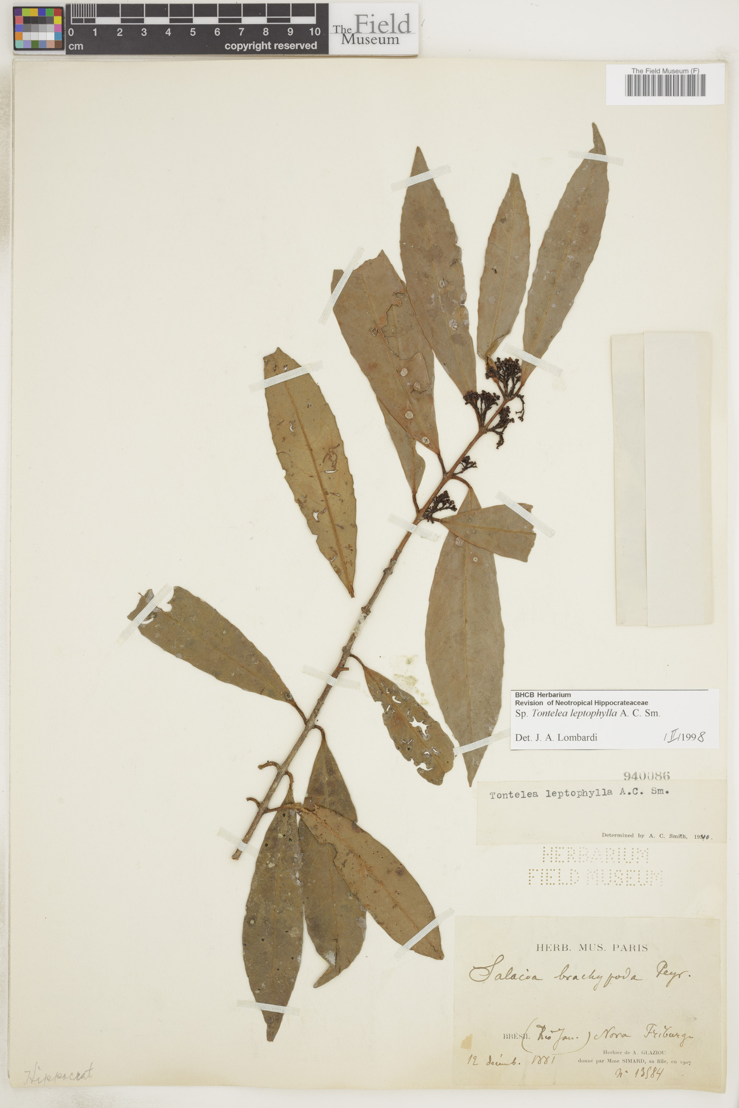 Tontelea leptophylla image