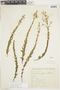 Camarea affinis image