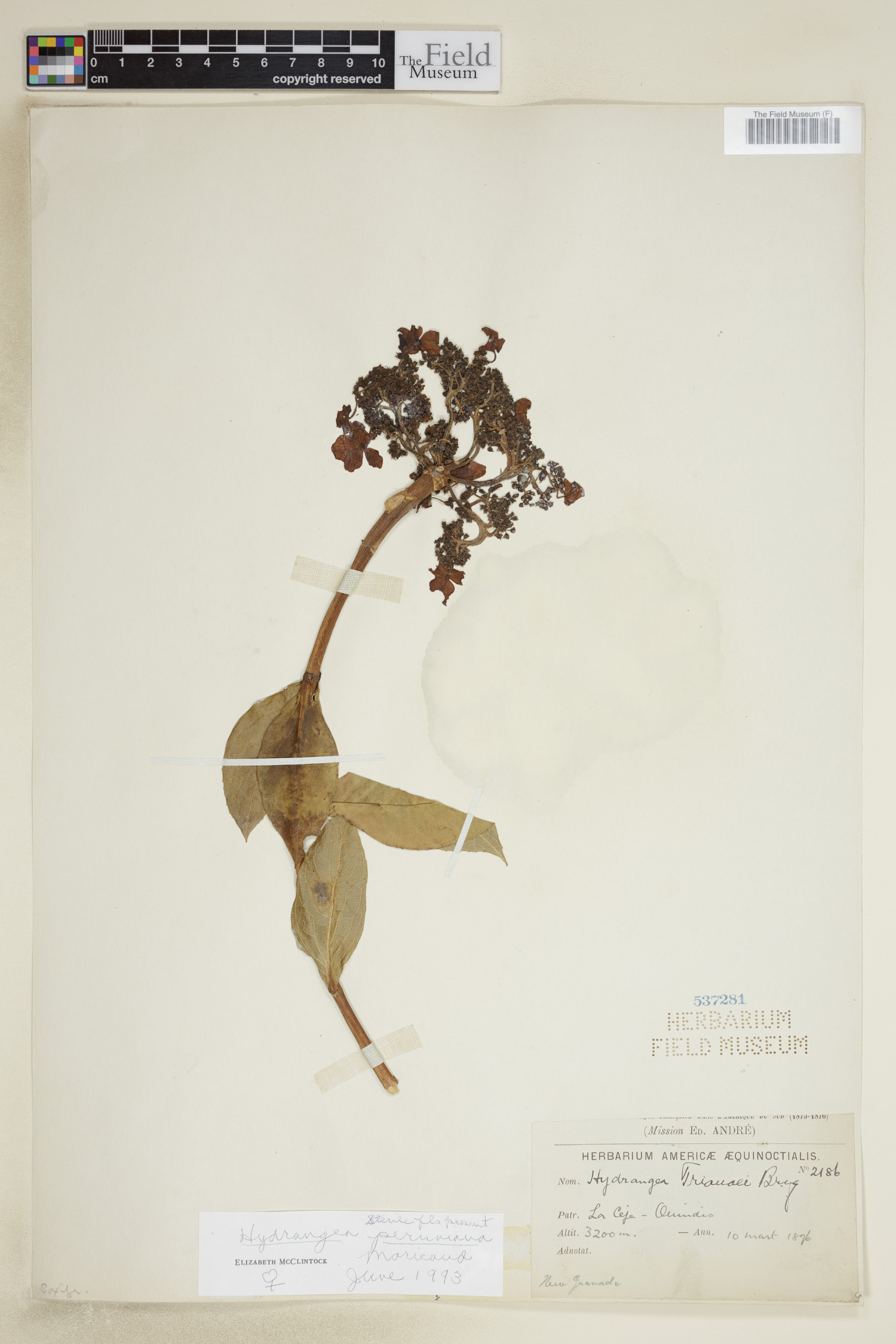 Hydrangea peruviana image