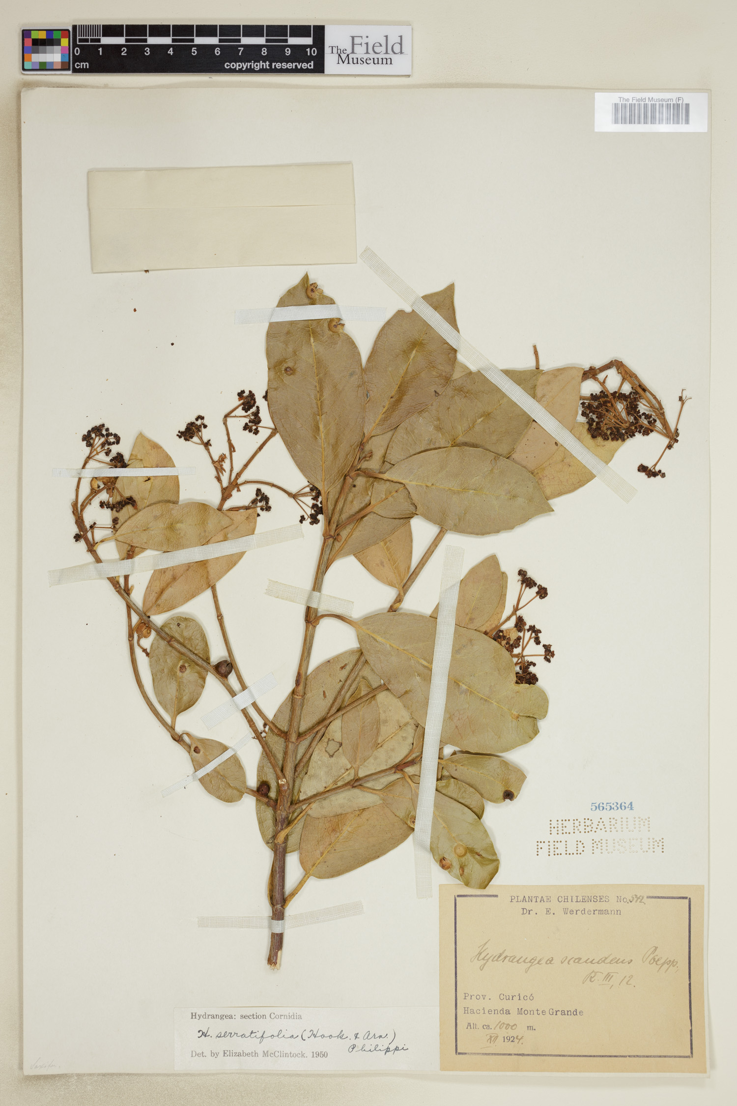 Hydrangeaceae image