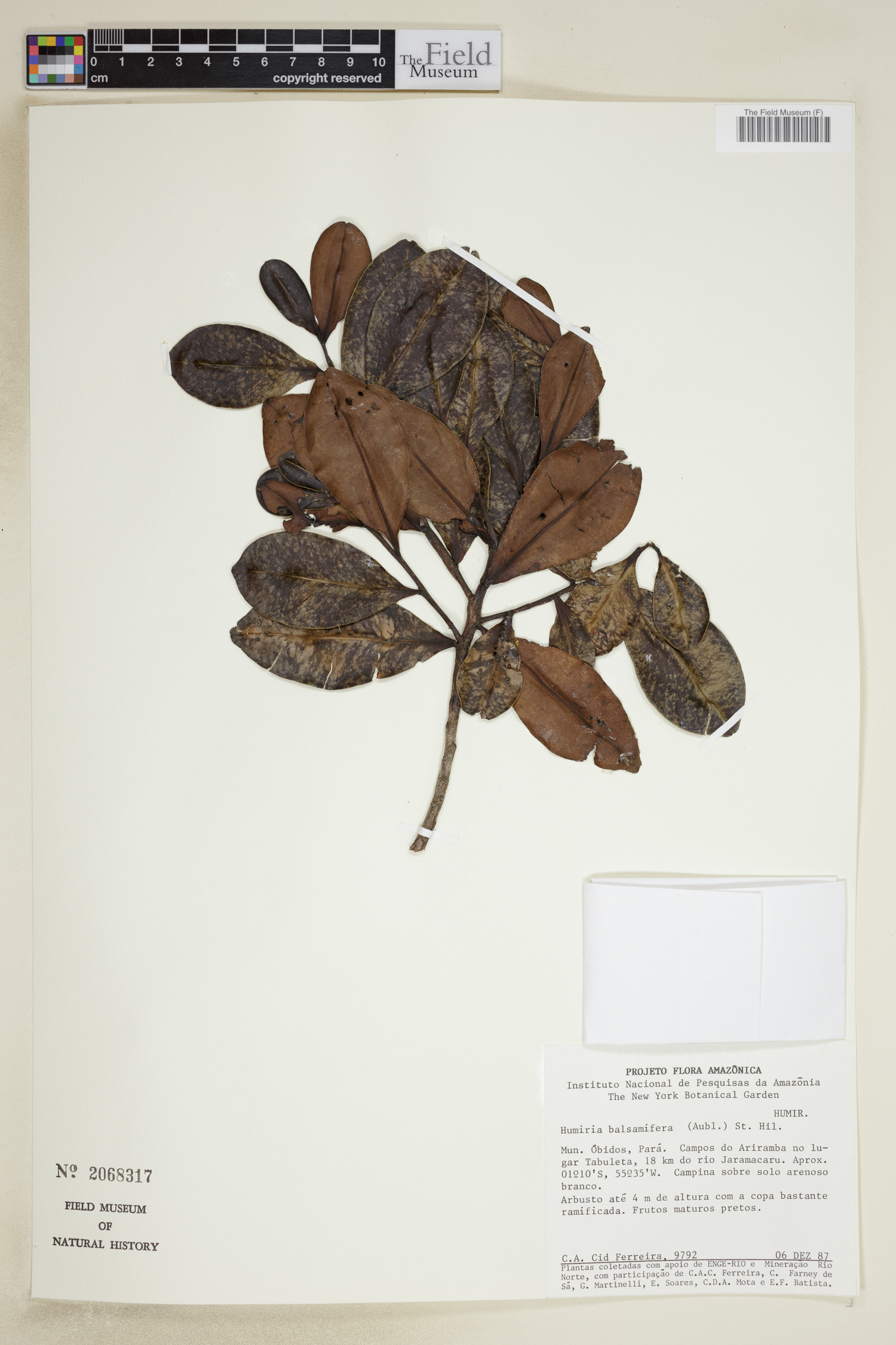 Humiria image