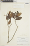Humiria balsamifera var. floribunda image