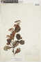 Humiria balsamifera var. floribunda image