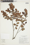 Humiria balsamifera var. parvifolia image